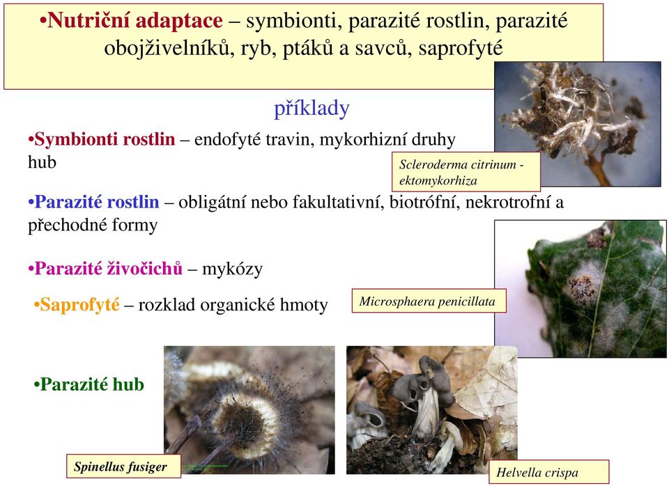 biotrófní, nekrotrofní a přechodné formy Parazité živočichů mykózy příklady Scleroderma citrinum -