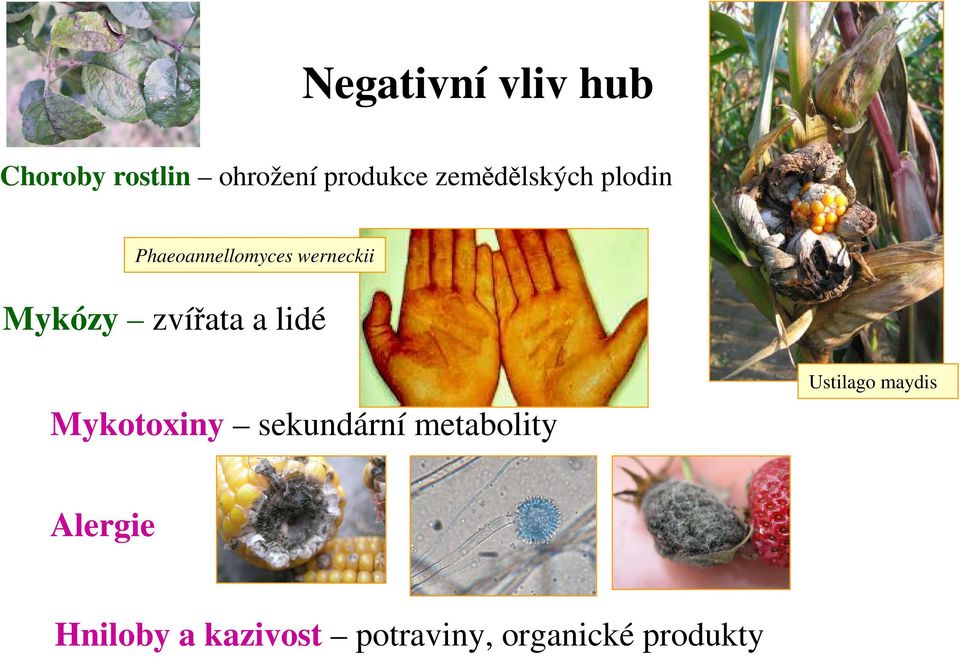 zvířata a lidé Mykotoxiny sekundární metabolity Ustilago