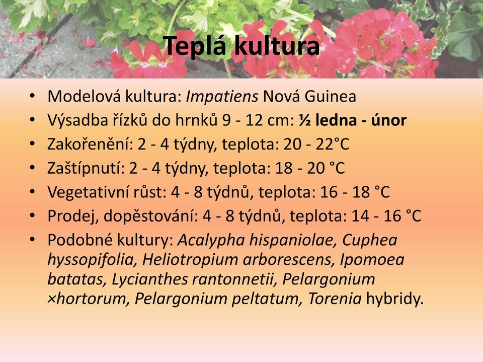 Prodej, dopěstování: 4-8 týdnů, teplota: 14-16 C Podobné kultury: Acalypha hispaniolae, Cuphea hyssopifolia,