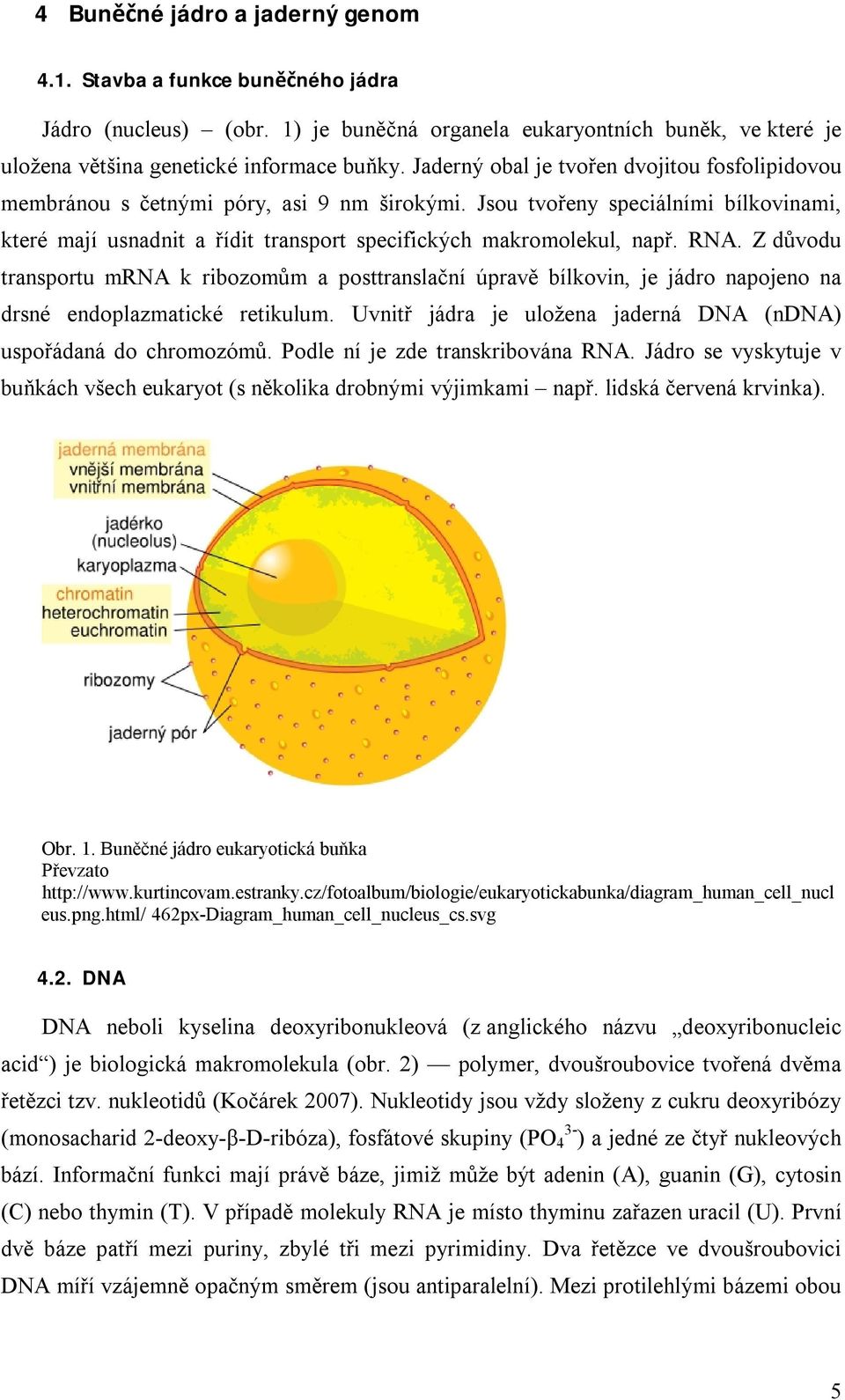 RNA. Z důvodu transportu mrna k ribozomům a posttranslační úpravě bílkovin, je jádro napojeno na drsné endoplazmatické retikulum. Uvnitř jádra je uložena jaderná DNA (ndna) uspořádaná do chromozómů.