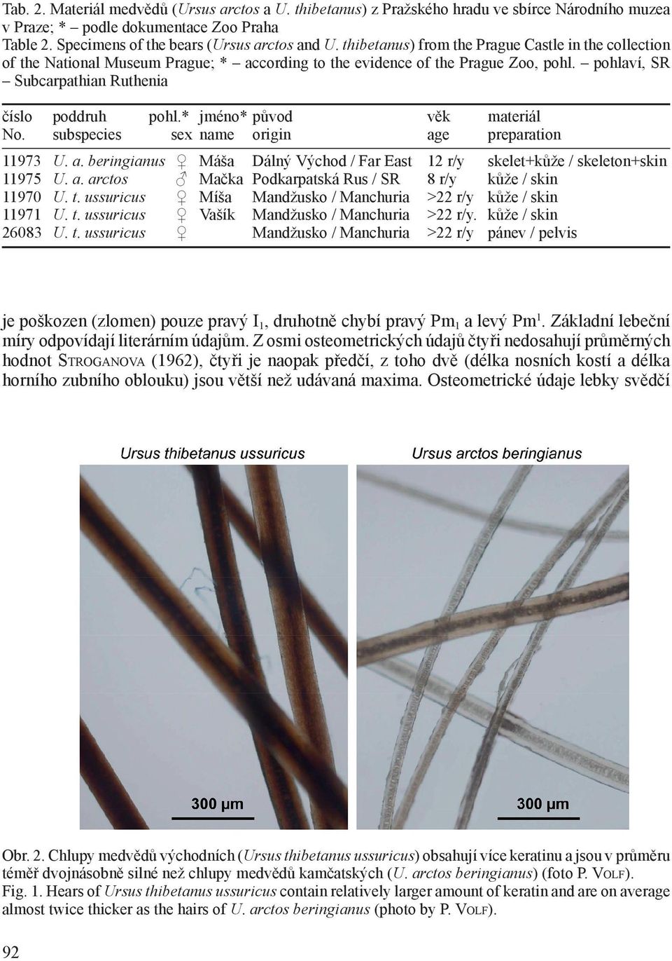 * jméno* původ věk materiál No. subspecies sex name origin age preparation 11973 U. a. beringianus Máša Dálný Východ / Far East 12 r/y skelet+kůže / skeleton+skin 11975 U. a. arctos Mačka Podkarpatská Rus / SR 8 r/y kůže / skin 11970 U.