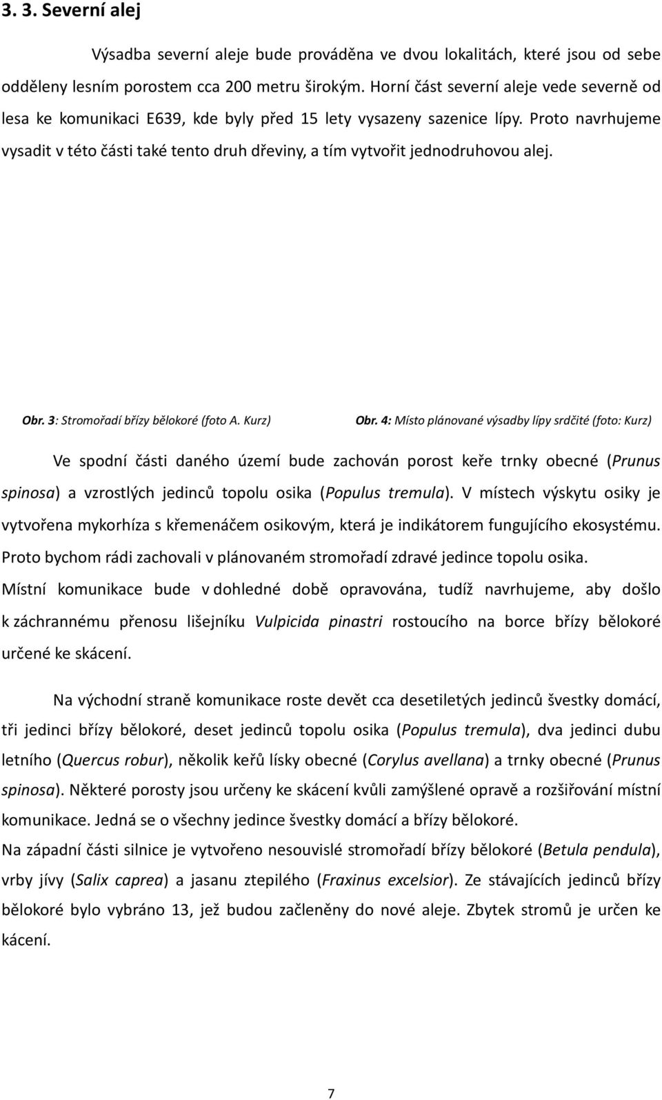 Proto navrhujeme vysadit v této části také tento druh dřeviny, a tím vytvořit jednodruhovou alej. Obr. 3: Stromořadí břízy bělokoré (foto A. Kurz) Obr.