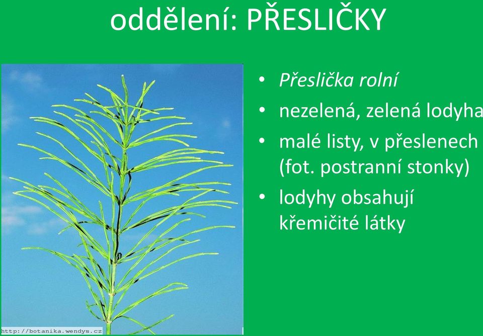 listy, v přeslenech (fot.