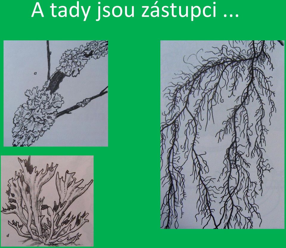 zástupci.