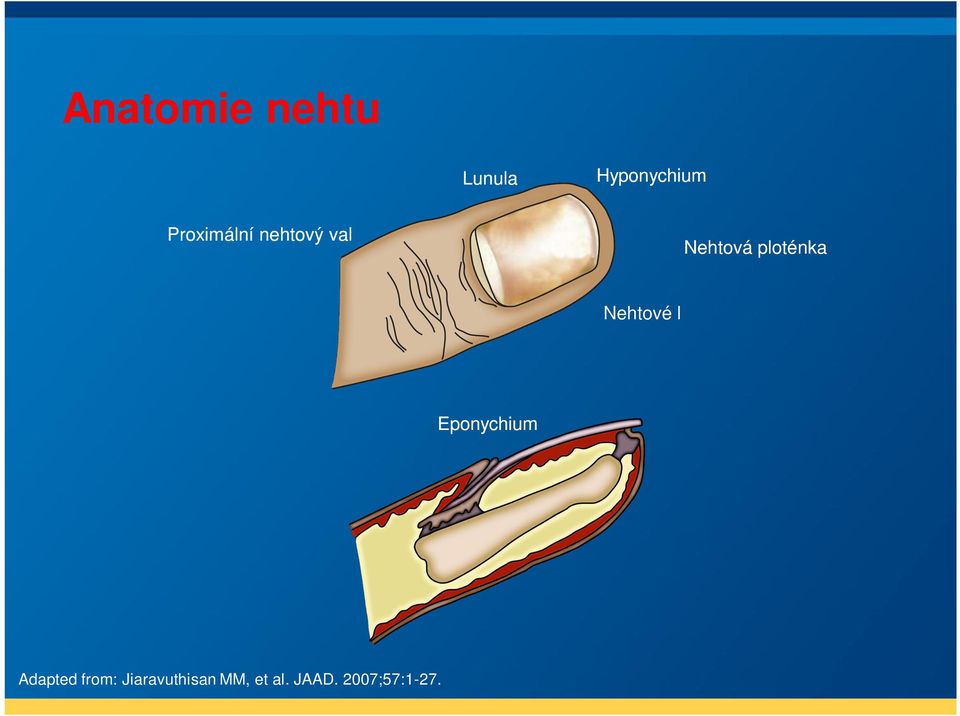Dorzální proximální nehtový val Ventrální proximální nehtový val Distální