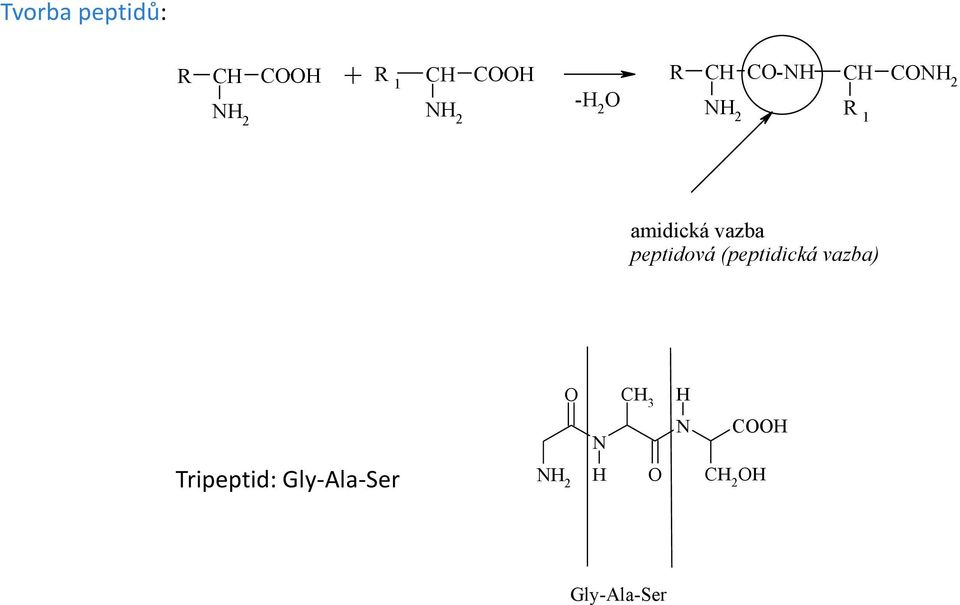 peptidová (peptidická vazba) H 3 H