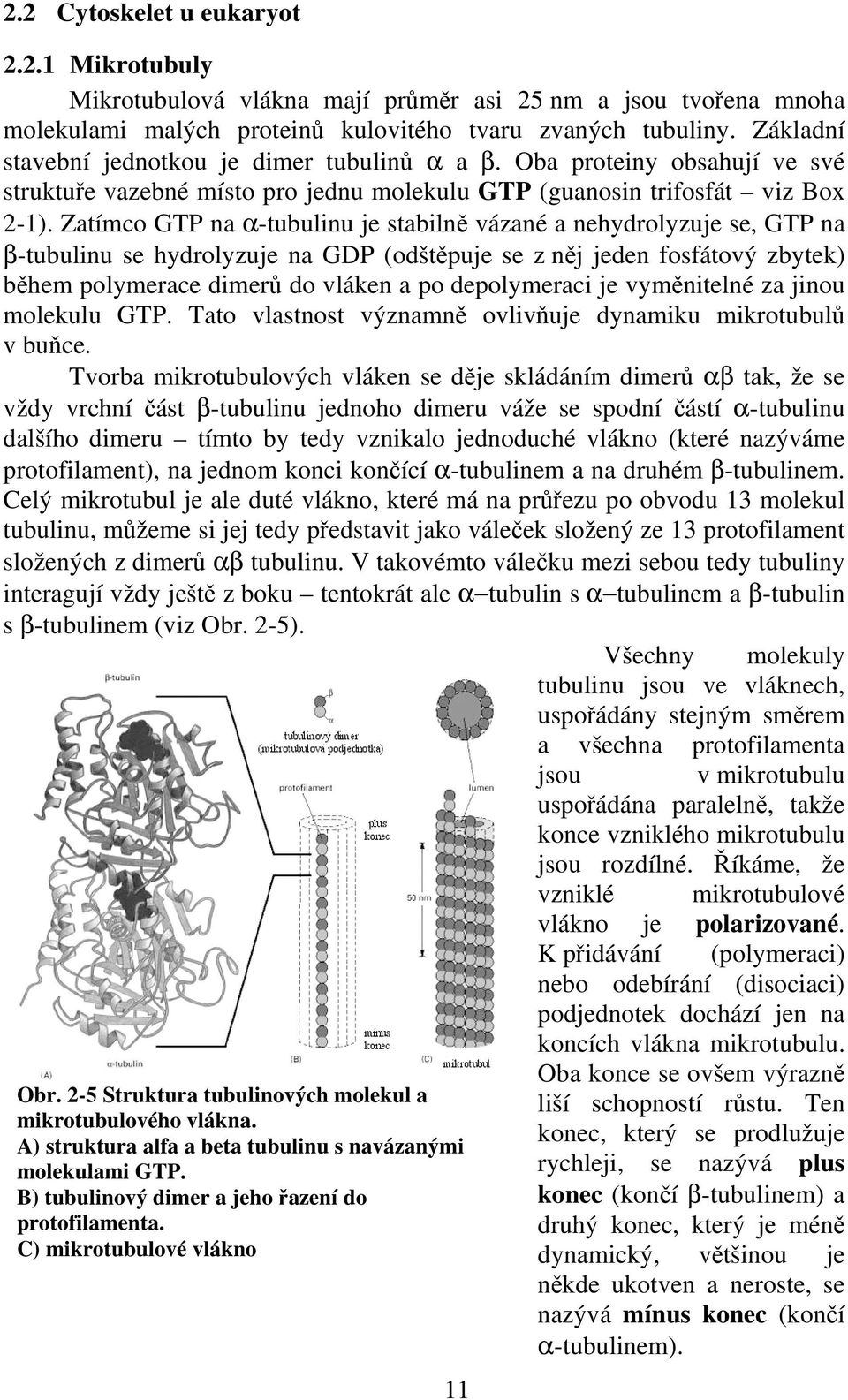 Zatímco GTP na α-tubulinu je stabilně vázané a nehydrolyzuje se, GTP na β-tubulinu se hydrolyzuje na GDP (odštěpuje se z něj jeden fosfátový zbytek) během polymerace dimerů do vláken a po