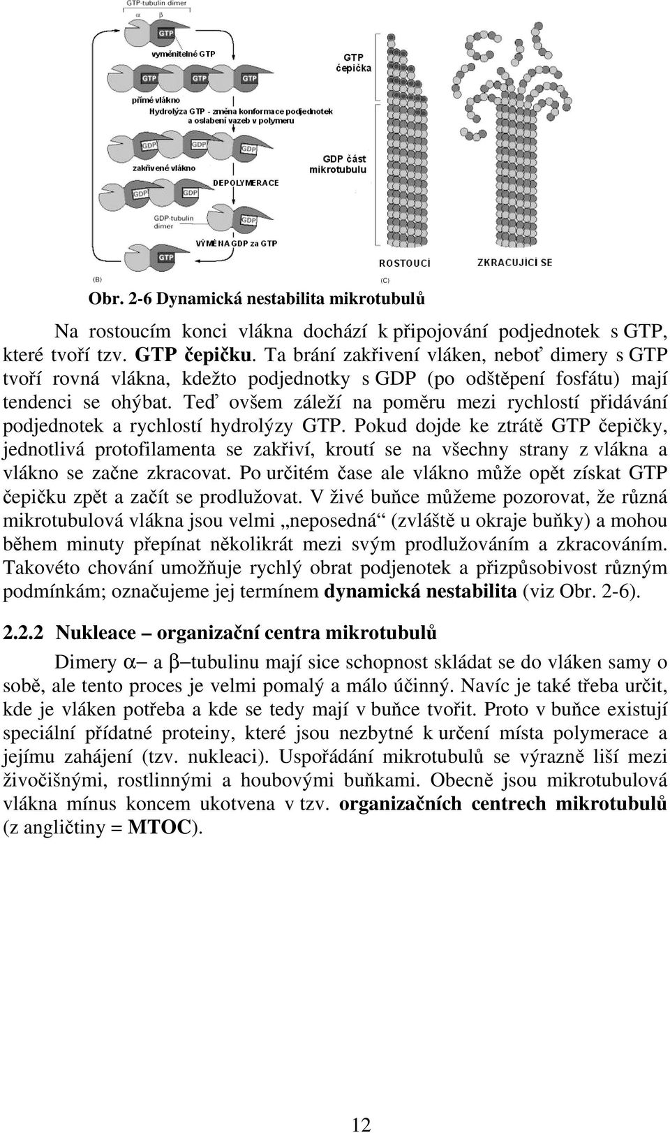 Teď ovšem záleží na poměru mezi rychlostí přidávání podjednotek a rychlostí hydrolýzy GTP.