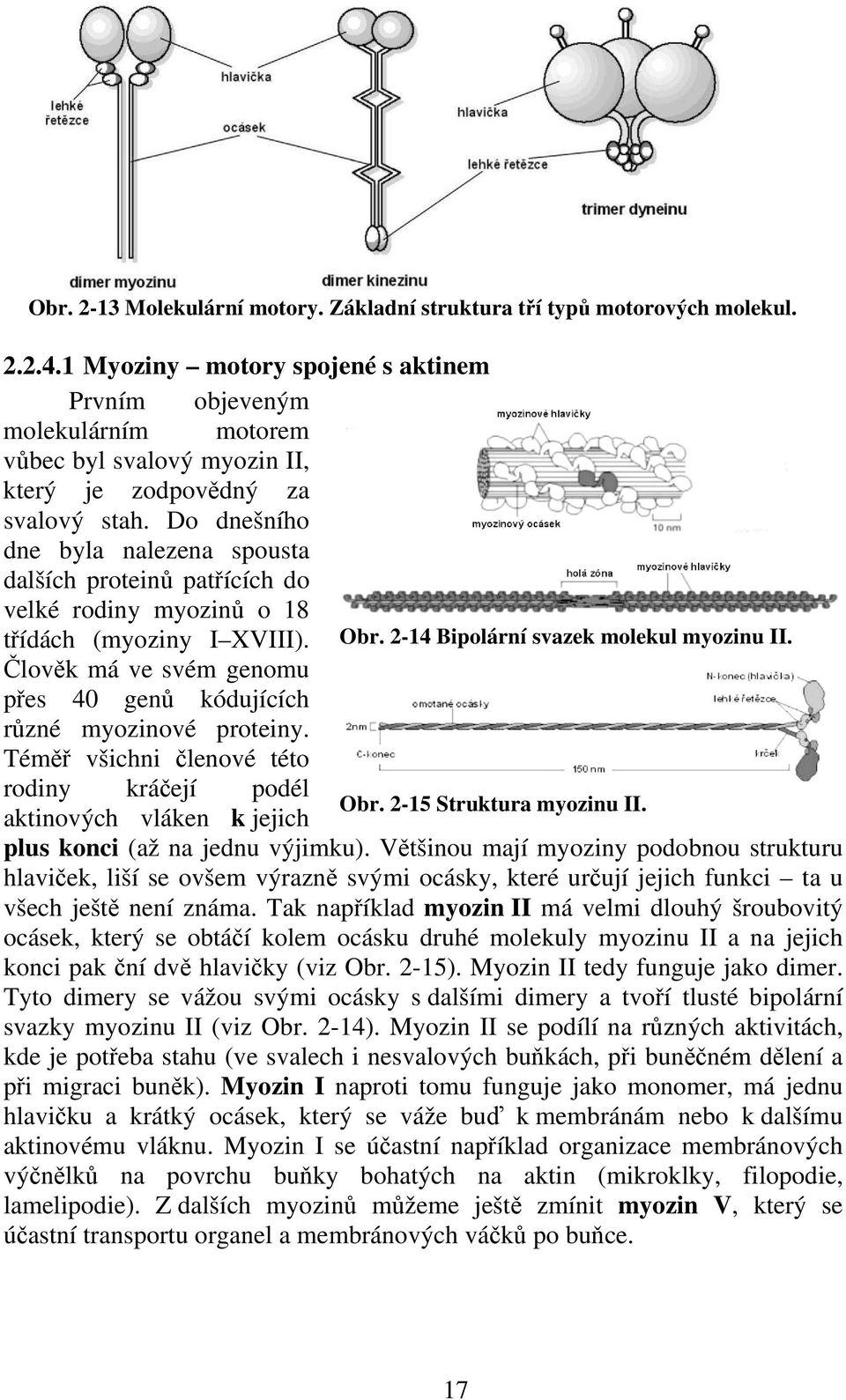Do dnešního dne byla nalezena spousta dalších proteinů patřících do velké rodiny myozinů o 18 třídách (myoziny I XVIII). Obr. 2-14 Bipolární svazek molekul myozinu II.