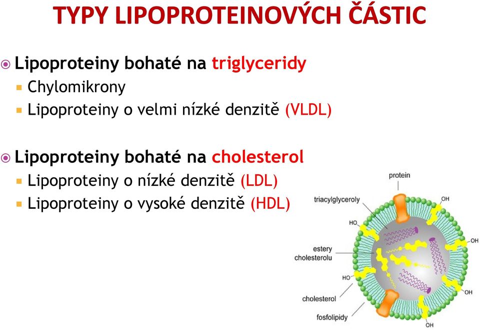 Lipoproteiny bohaté na cholesterol Lipoproteiny