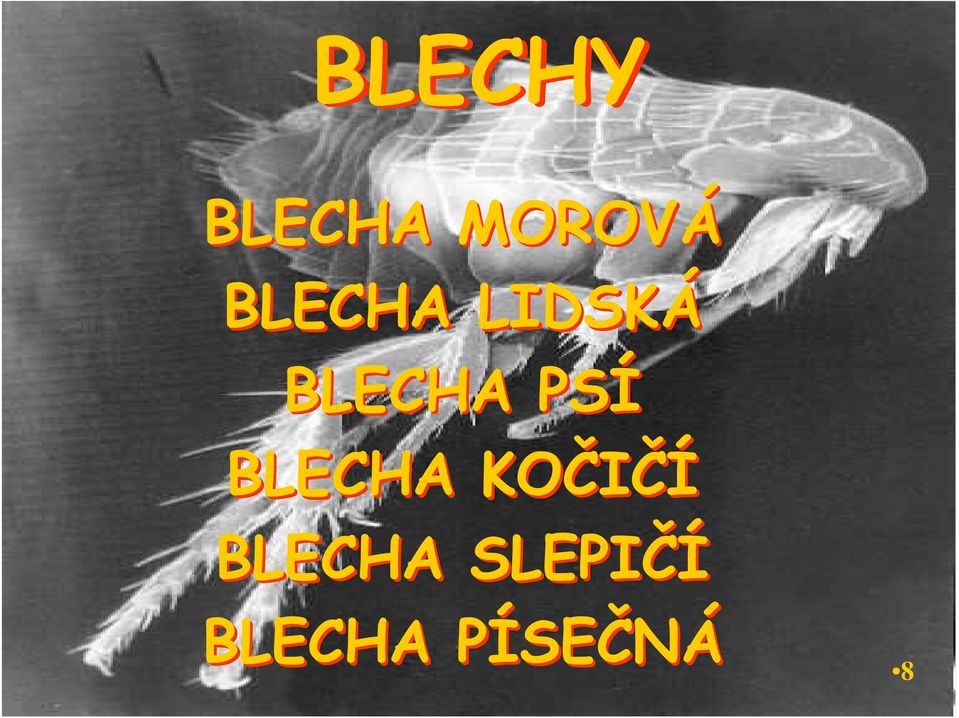 PSÍ BLECHA KOČIČÍ