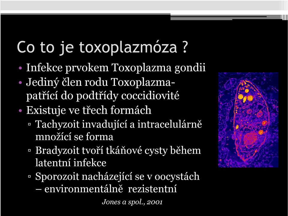 coccidiovité Existuje ve třech formách Tachyzoit invadující a intracelulárně