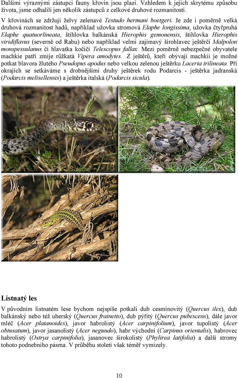 Je zde i poměrně velká druhová rozmanitost hadů, například užovka stromová Elaphe longissima, užovka čtyřpruhá Elaphe quatuorlineata, štíhlovka balkánská Hierophis gemonensis, štíhlovka Hierophis