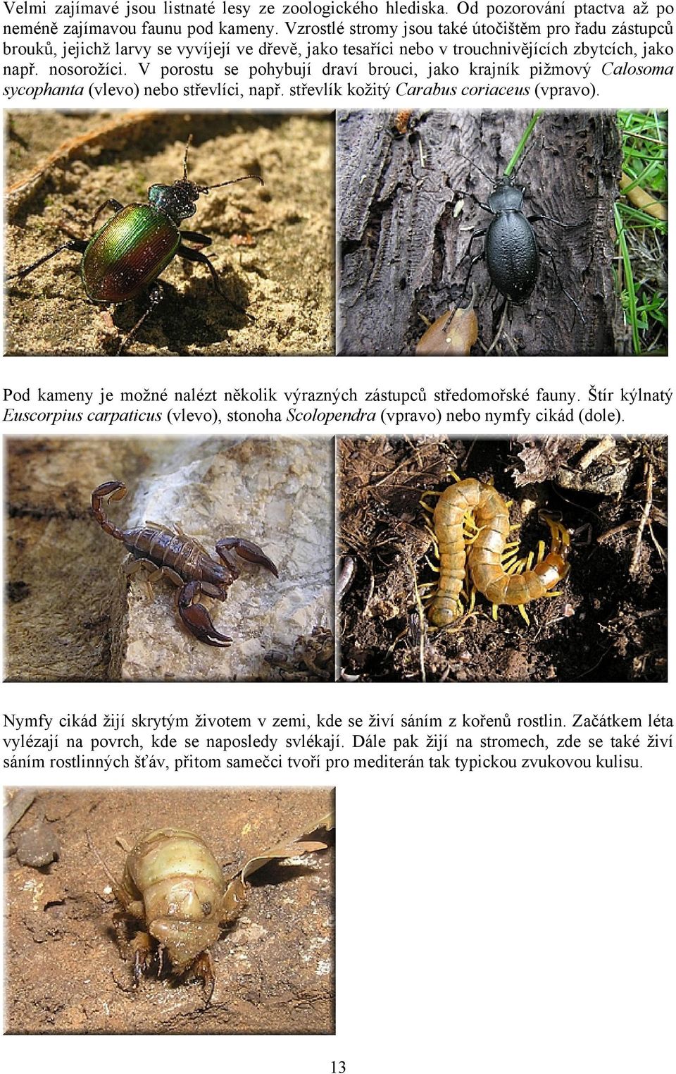 V porostu se pohybují draví brouci, jako krajník pižmový Calosoma sycophanta (vlevo) nebo střevlíci, např. střevlík kožitý Carabus coriaceus (vpravo).