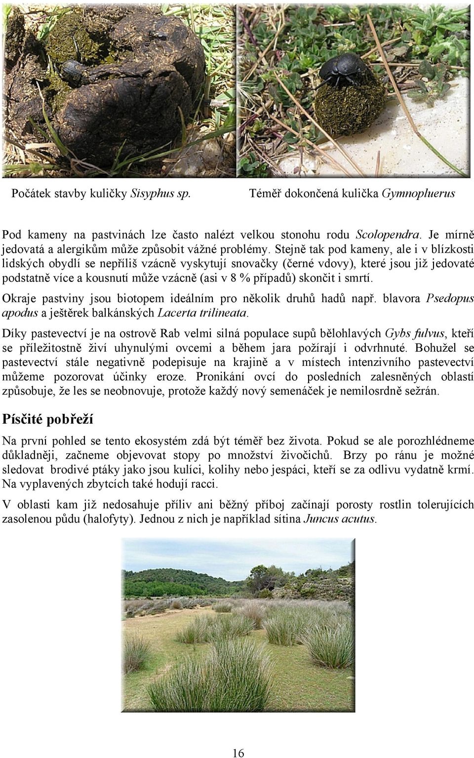 Stejně tak pod kameny, ale i v blízkosti lidských obydlí se nepříliš vzácně vyskytují snovačky (černé vdovy), které jsou již jedovaté podstatně více a kousnutí může vzácně (asi v 8 % případů) skončit
