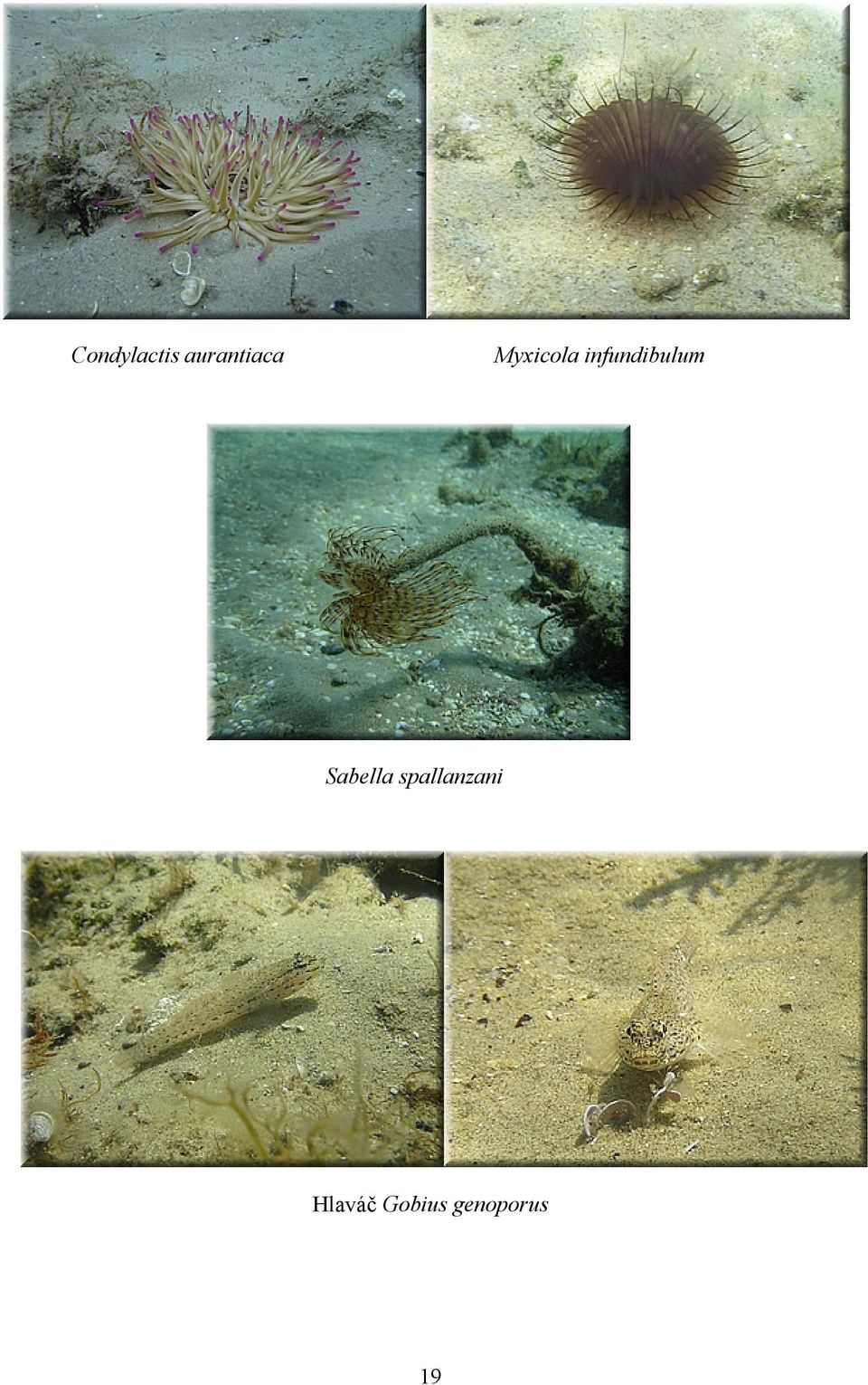 Sabella spallanzani