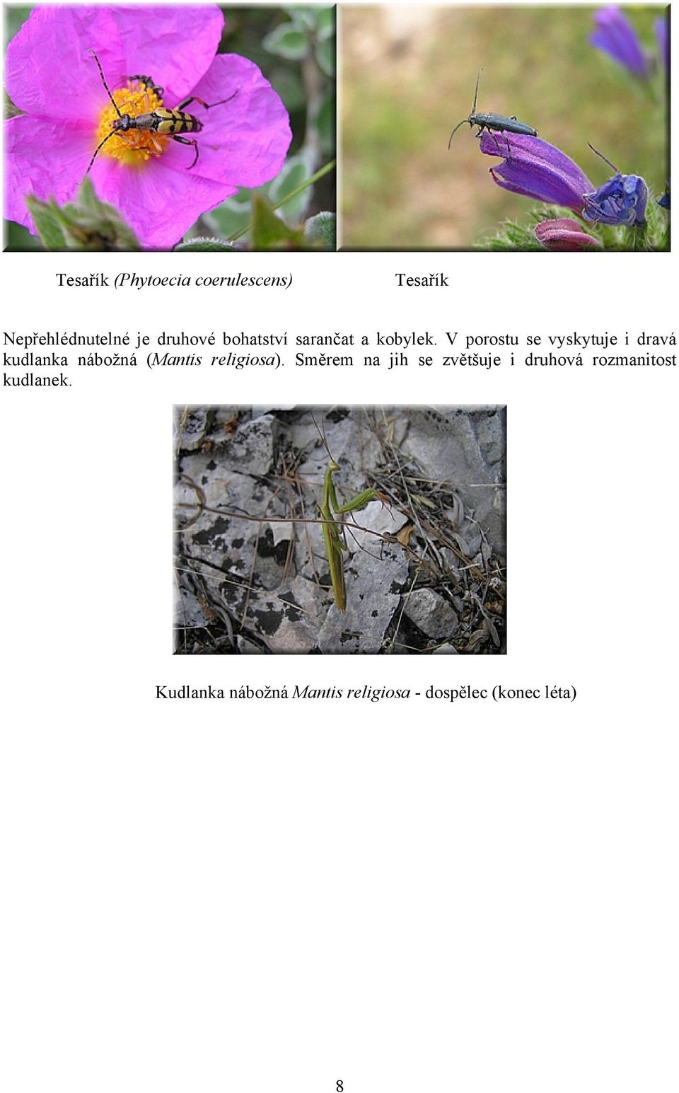 V porostu se vyskytuje i dravá kudlanka nábožná (Mantis religiosa).