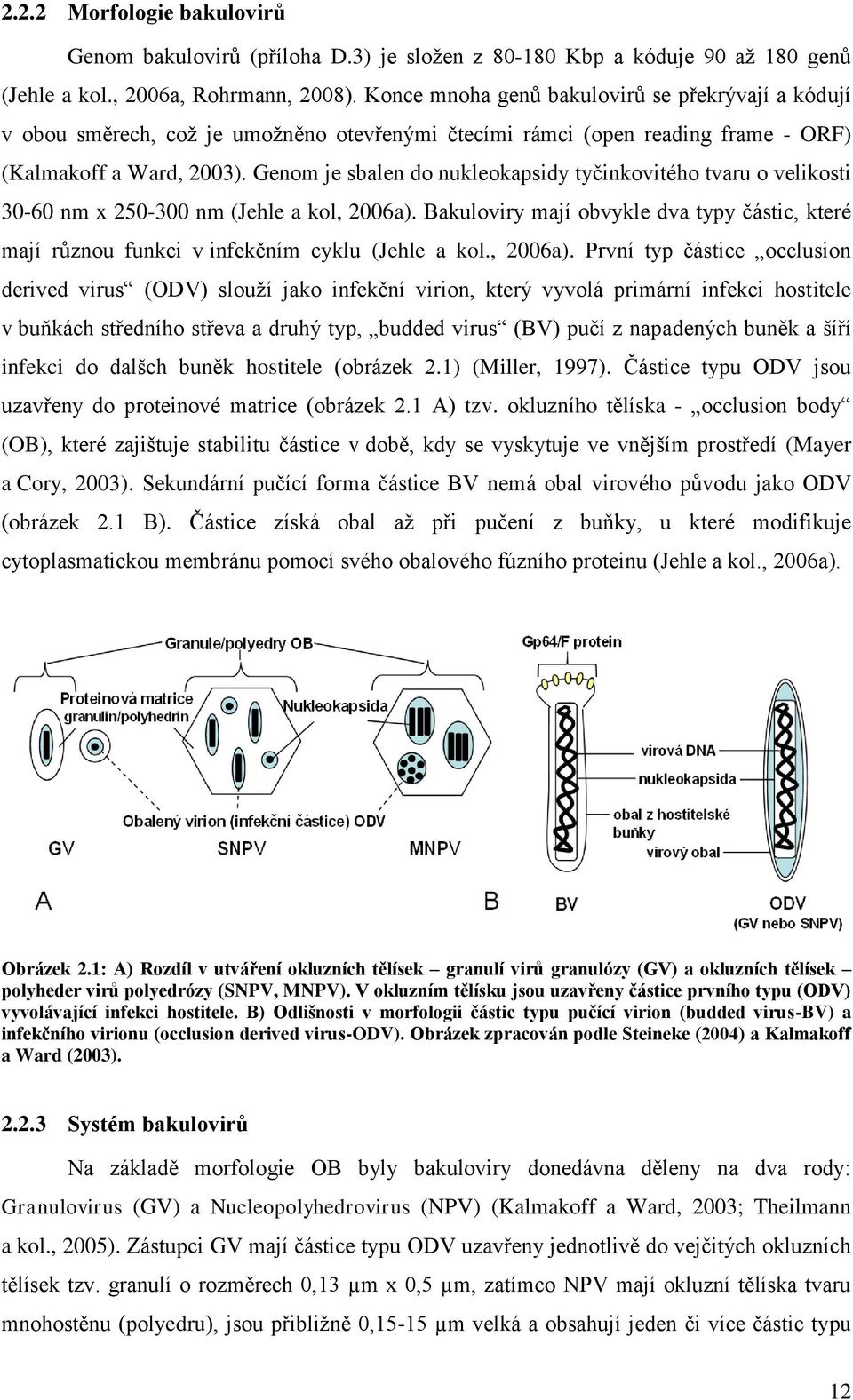 Genom je sbalen do nukleokapsidy tyčinkovitého tvaru o velikosti 30-60 nm x 250-300 nm (Jehle a kol, 2006a).