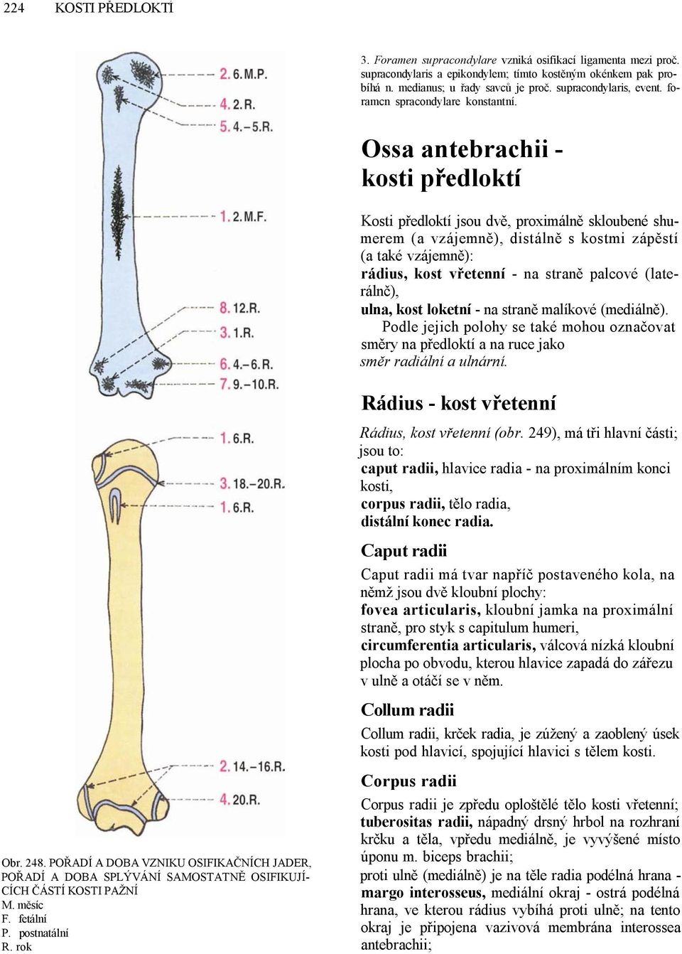 Ossa antebrachii - kosti předloktí Kosti předloktí jsou dvě, proximálně skloubené shumerem (a vzájemně), distálně s kostmi zápěstí (a také vzájemně): rádius, kost vřetenní - na straně palcové