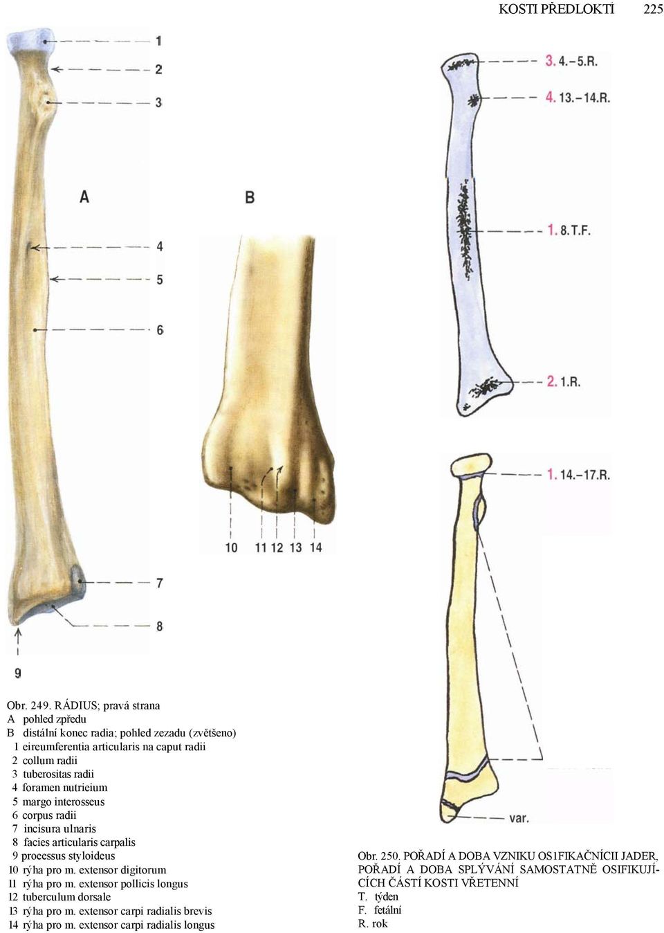 4 foramen nutrieium 5 margo interosseus 6 corpus radii 7 incisura ulnaris 8 facies articularis carpalis 9 proeessus styloideus 10 rýha pro m.