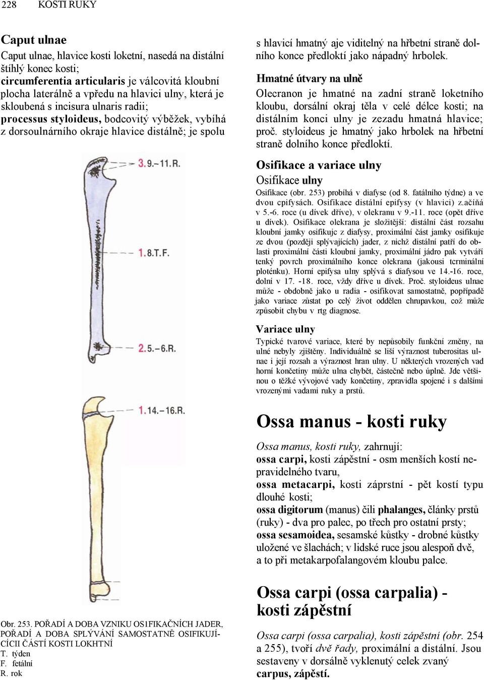 konce předloktí jako nápadný hrbolek.