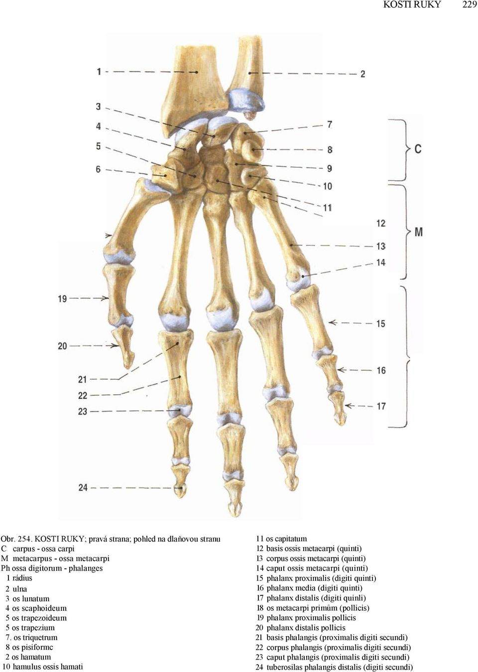 os trapezium 7.