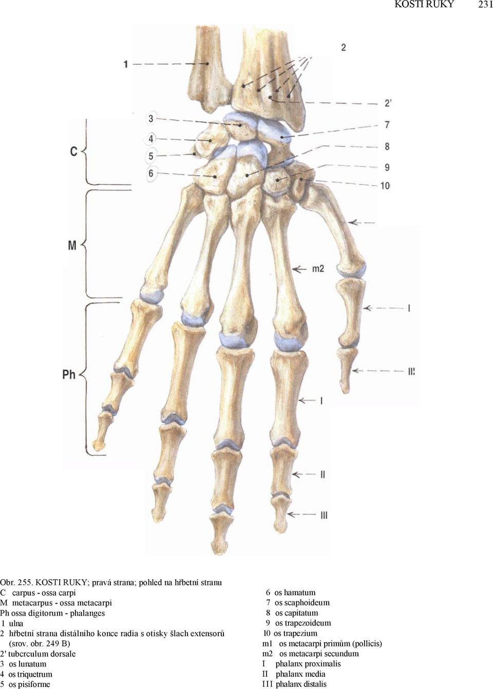 phalanges 1 ulna 2 hřbetní strana distálního konce radia s otisky šlach extensorů (srov. obr.