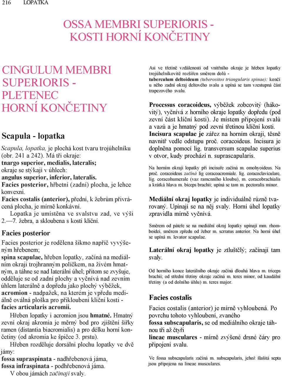 Facies costalis (anterior), přední, k žebrům přivrácená plocha, je mírně konkávní. Lopatka je umístěna ve svalstvu zad, ve výši 2. 7. žebra, a skloubena s kostí klíční.