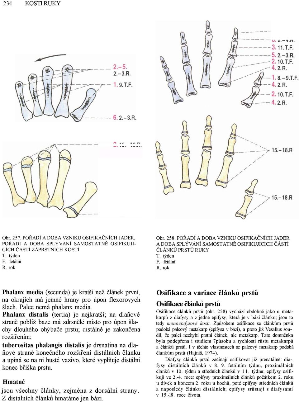 rok Phalanx media (sccunda) je kratší než článek první, na okrajích má jemné hrany pro úpon flexorových šlach. Palec nemá phalanx media.