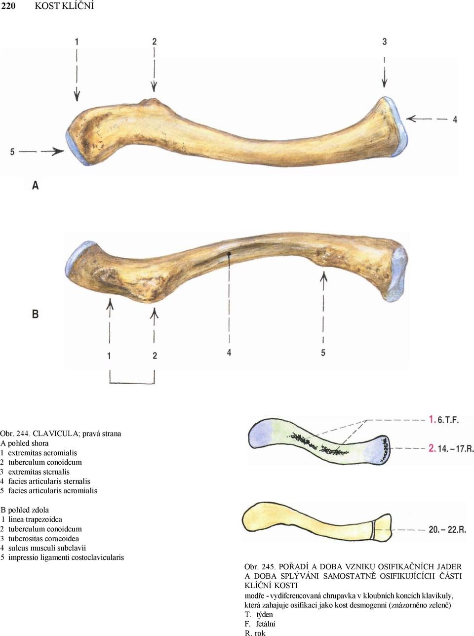 articularis acromialis B pohled zdola 1 linea trapezoidca 2 tuberculum conoidcum 3 tubcrositas coracoidea 4 sulcus musculi subclavii 5 impressio