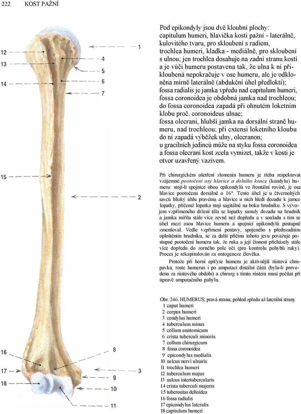 fossa radialis je jamka vpředu nad capitulum humeri, fossa coronoidea je obdobná jamka nad trochleou; do fossa coronoidea zapadá při ohnutém loketním klobu proč.