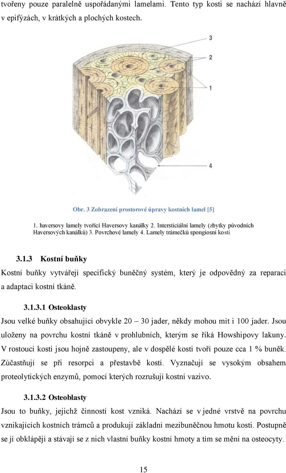 3 Kostní buňky Kostní buňky vytvářejí specifický buněčný systém, který je odpovědný za reparaci a adaptaci kostní tkáně. 3.1.3.1 Osteoklasty Jsou velké buňky obsahující obvykle 20 30 jader, někdy mohou mít i 100 jader.