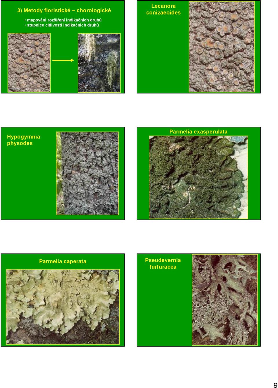 druhů Lecanora conizaeoides Hypogymnia physodes