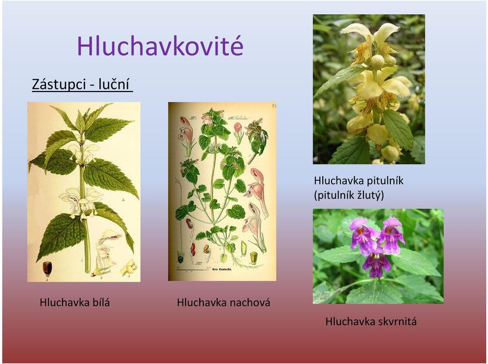 (pitulník žlutý) Hluchavka