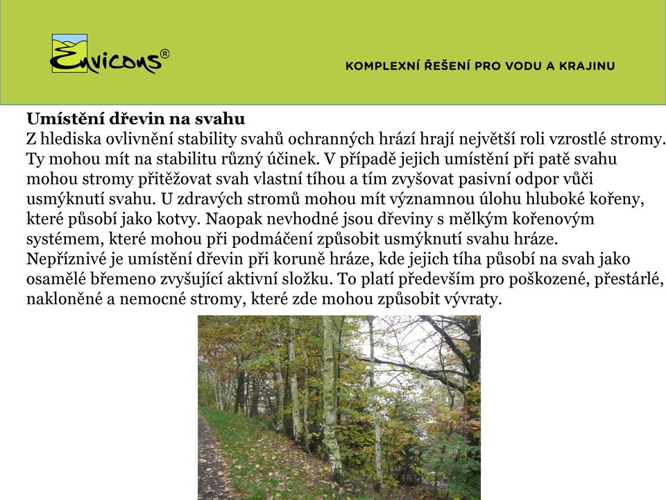 U zdravých stromů mohou mít významnou úlohu hluboké kořeny, které působí jako kotvy.