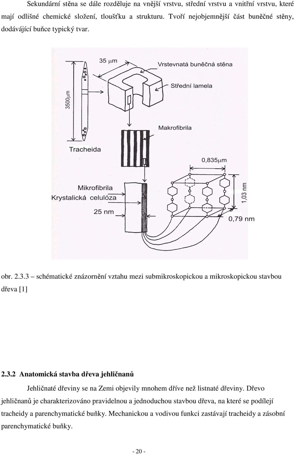 3 schématické znázornění vztahu mezi submikroskopickou a mikroskopickou stavbou dřeva [1] 2.3.2 Anatomická stavba dřeva jehličnanů Jehličnaté dřeviny se na Zemi objevily mnohem dříve než listnaté dřeviny.