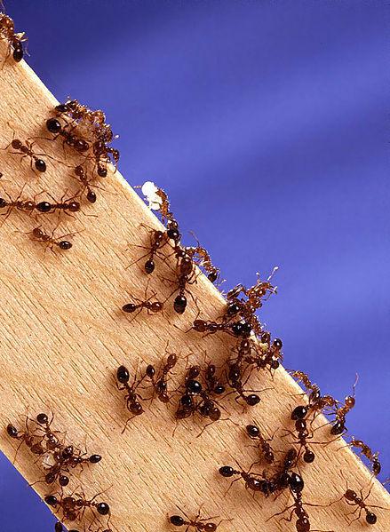 Proč to pálí, když nás štípne mravenec?