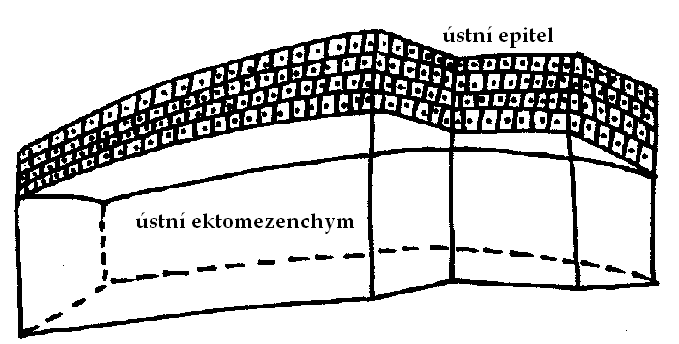 zubech.(plikus et al.2005).