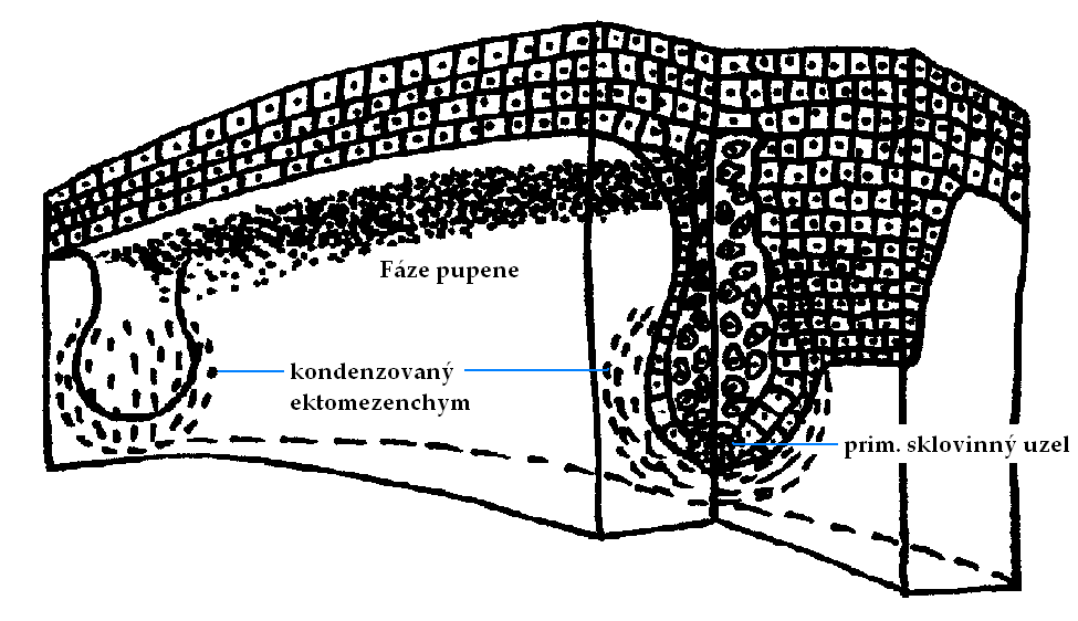 Obr. 6: Epiteliální buňky sekretují specifické signály v různých oblastech, proliferují a formují vrstvu epiteliální tkáně, nazývanou dentální lamina a dentální plakoda.