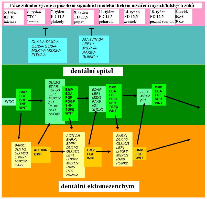 Obr.10: Zjednodušené znázornění vniku a zániku sklovinných uzlů během vývoje stoliček u myší. Převzato z (Tucker and Sharpe, 1999) A) Vznik primárního sklovinného uzlu pod indukčním vlivem mezenchymu.