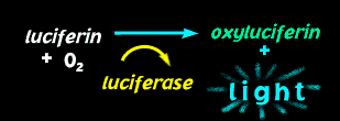 Teorie o mechanismu anestezie Proteinové inhibice luciferázy 1984 Franks NP,