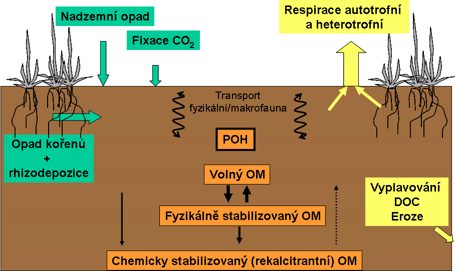 humusu Biologická sukcese Mísení, rozmělňování půdní faunou Plísně, sacharolytické houby, pseudomonády Myxobakterie, Trychoderma (Askomycety), Bacillus Aktinomycety, Basidiomycety