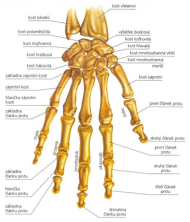 menší, kost hlavatá, kost hákovitá Záprstní kosti (5 kostí tvořících