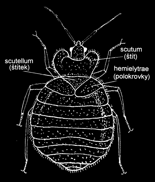 39 Hexapoda hmyz (Insecta) Hemimetabola hmyz s proměnou nedokonalou Makroskopicky kudlanka nábožná (Mantis religiosa)
