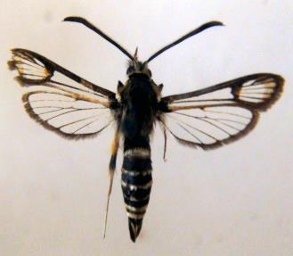 píďalka můra - stužkonoska lišaj smrtihlav Zařaďte jednotlivé druhy do příslušných řádů. Jaké ústní ústrojí má včela, vosa, masařka, lišaj?