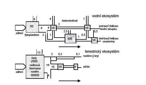 Tok energie v ekosystému Toky energie (upraveno podle Oduma, 1963).