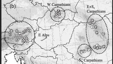 Fytogeografie - příklady Campanula