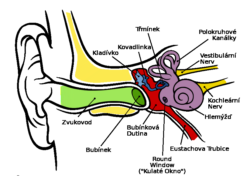 Sluchové ústrojí Umožňuje rozlišování zvuků. Ucho se skládá ze tří částí. Najdi v obrázku níže uvedené části ucha. Figure 1: http://commons.wikimedia.org/wiki/file:anatomy_of_the_human_ear_cs.svg 1.
