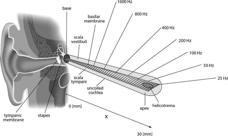 vlastní sluchový orgán obsahující receptorové buňky. Figure 2: http://commons.wikimedia.