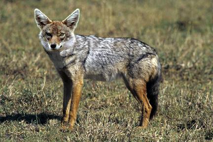 Kojot prériový